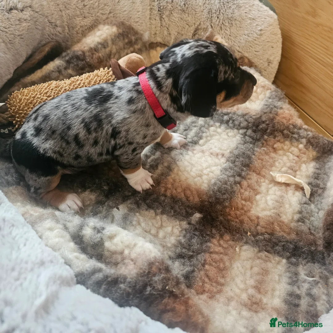 Jackshund dogs for sale: A stunning Jack Russell Terrier and Dachshund mix. - Advert 36