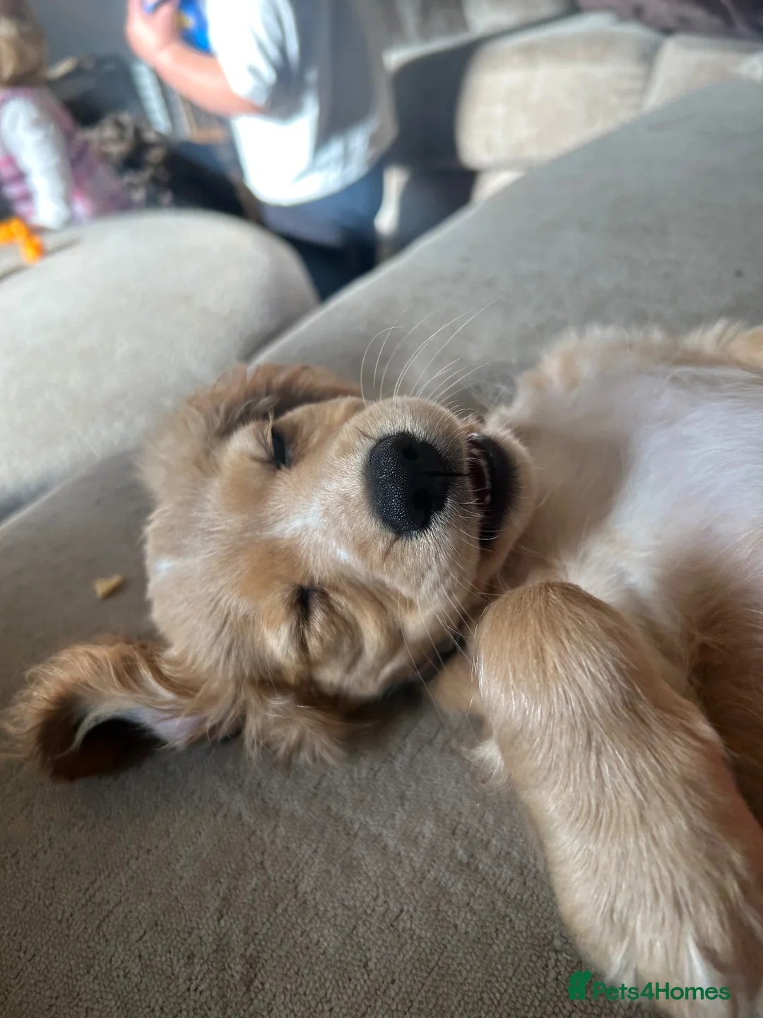 Cocker Spaniel dogs for sale: Female cocker spaniel  in Ipswich - Advert 14