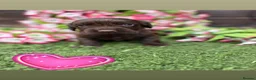 Cocker Spaniel dogs for sale: Cocker spaniel pups  - Advert 2