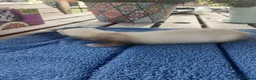 Ferret rodents for sale: Beautiful Ferret Kits for sale  - Advert 15