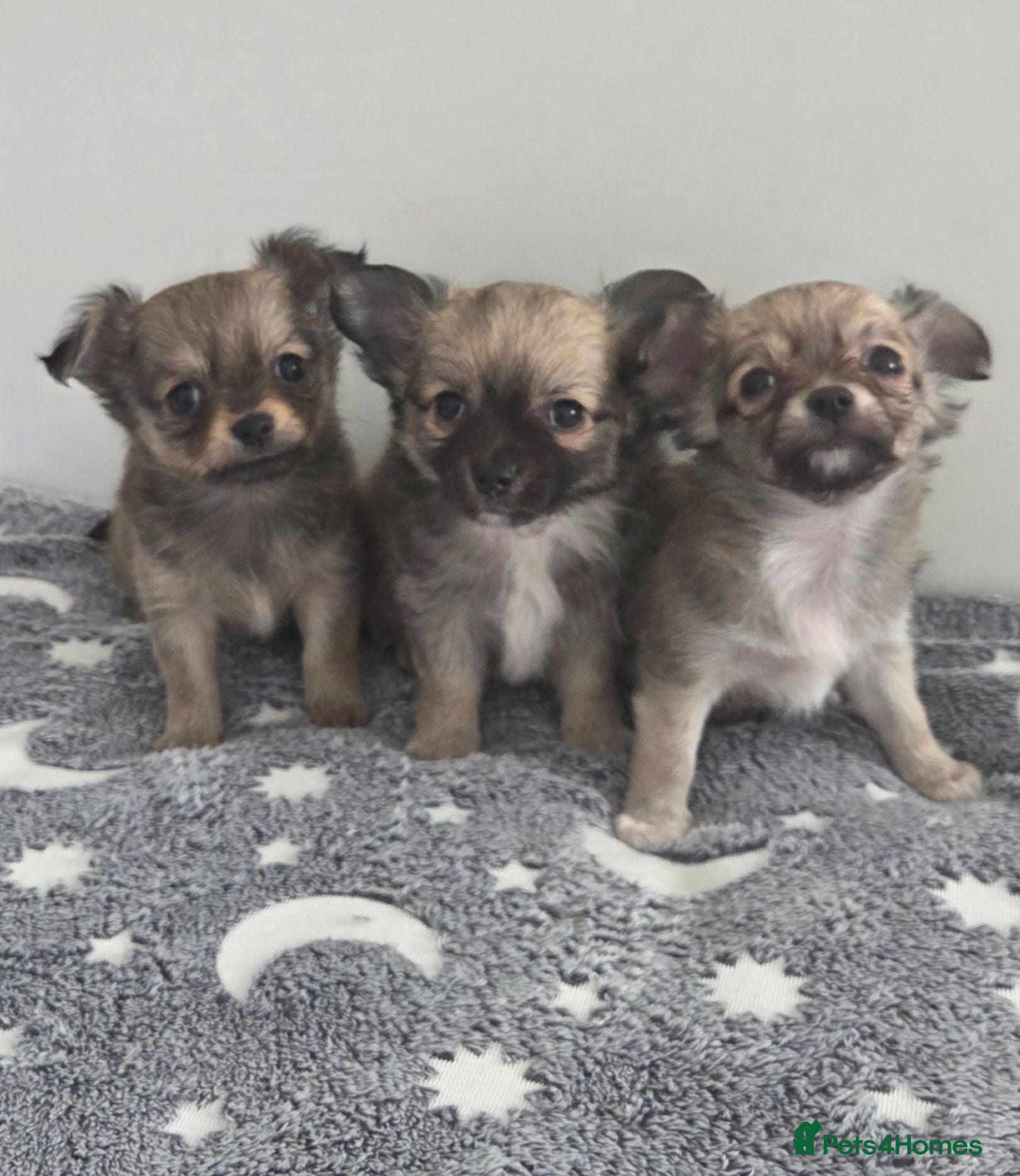 Chihuahua dogs Longhaired Chihuahua Pups - Advert 20