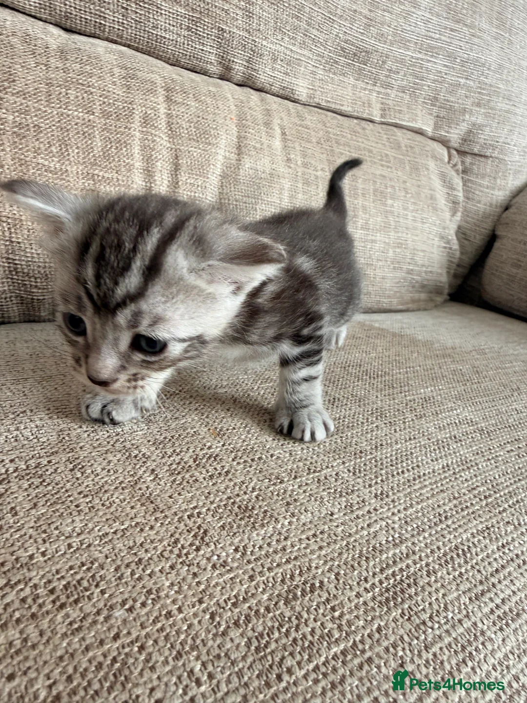 Maine Coon cats for sale: Gorgeous Fluffy Maine Coon Kittens  - Advert 28