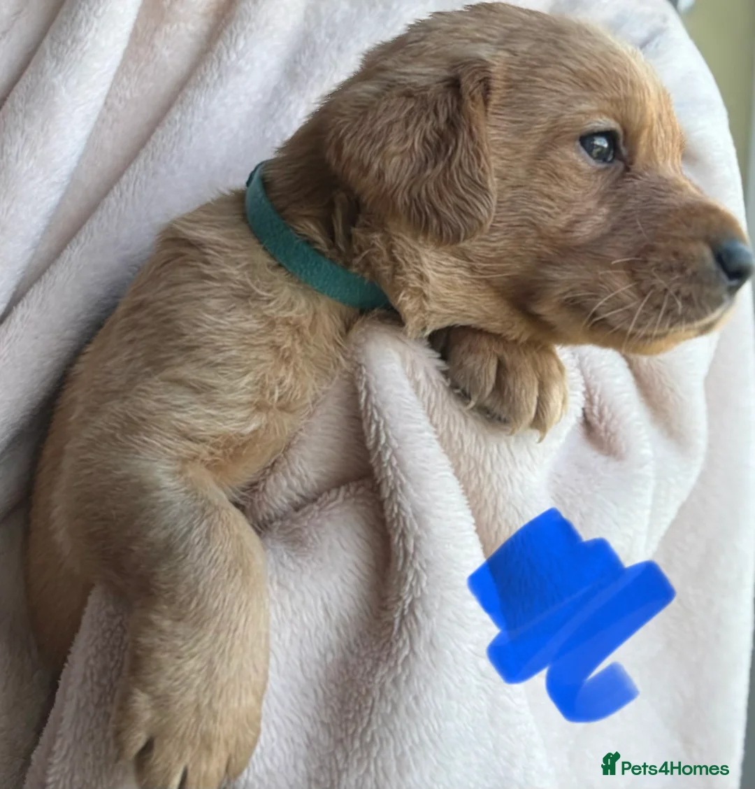 Labrador Retriever dogs for sale: Fox red and yellow/white Labrador pups - Advert 40