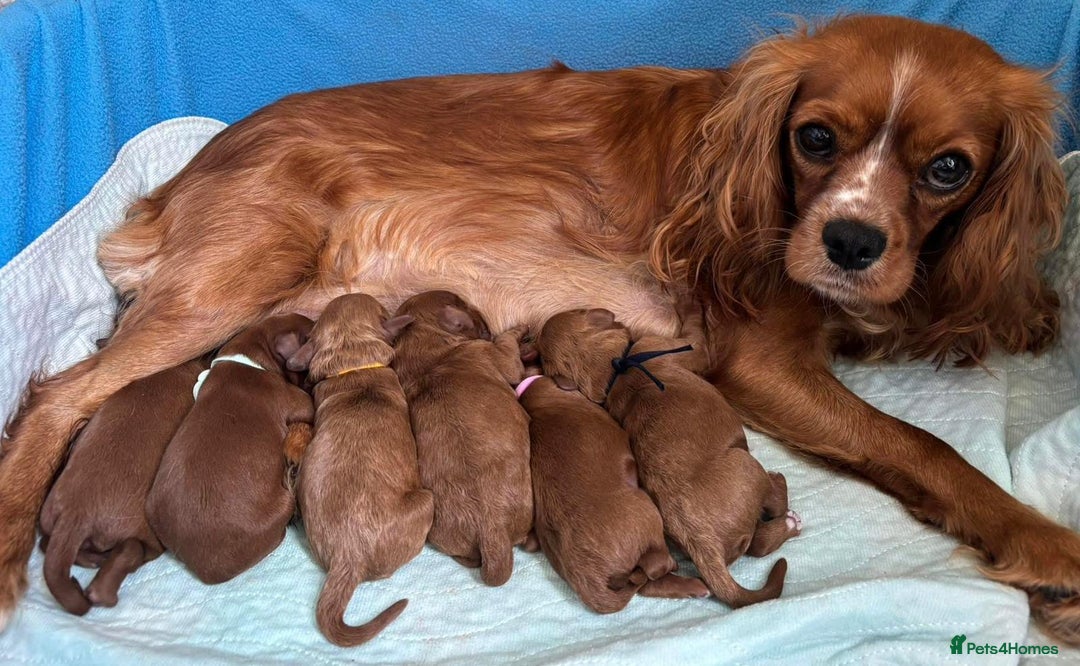 Cavapoo dogs for sale: Cavapoo puppies - Image 6