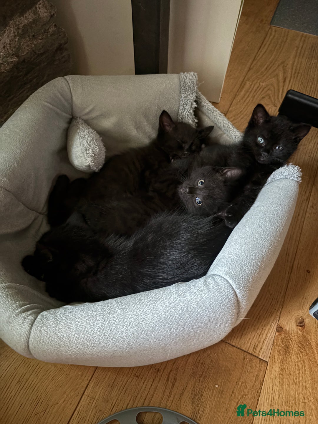 Mixed Breed cats for sale: Beautiful boy  - Image 9