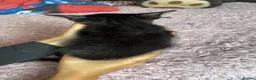 Mixed Breed cats for sale: 2 boy kittens in Clevedon - Advert 5