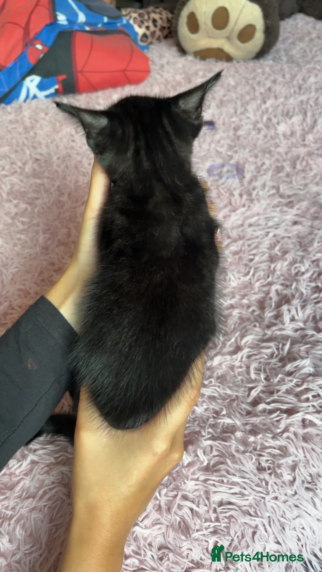 Mixed Breed cats for sale: 2 boy kittens in Clevedon - Advert 5