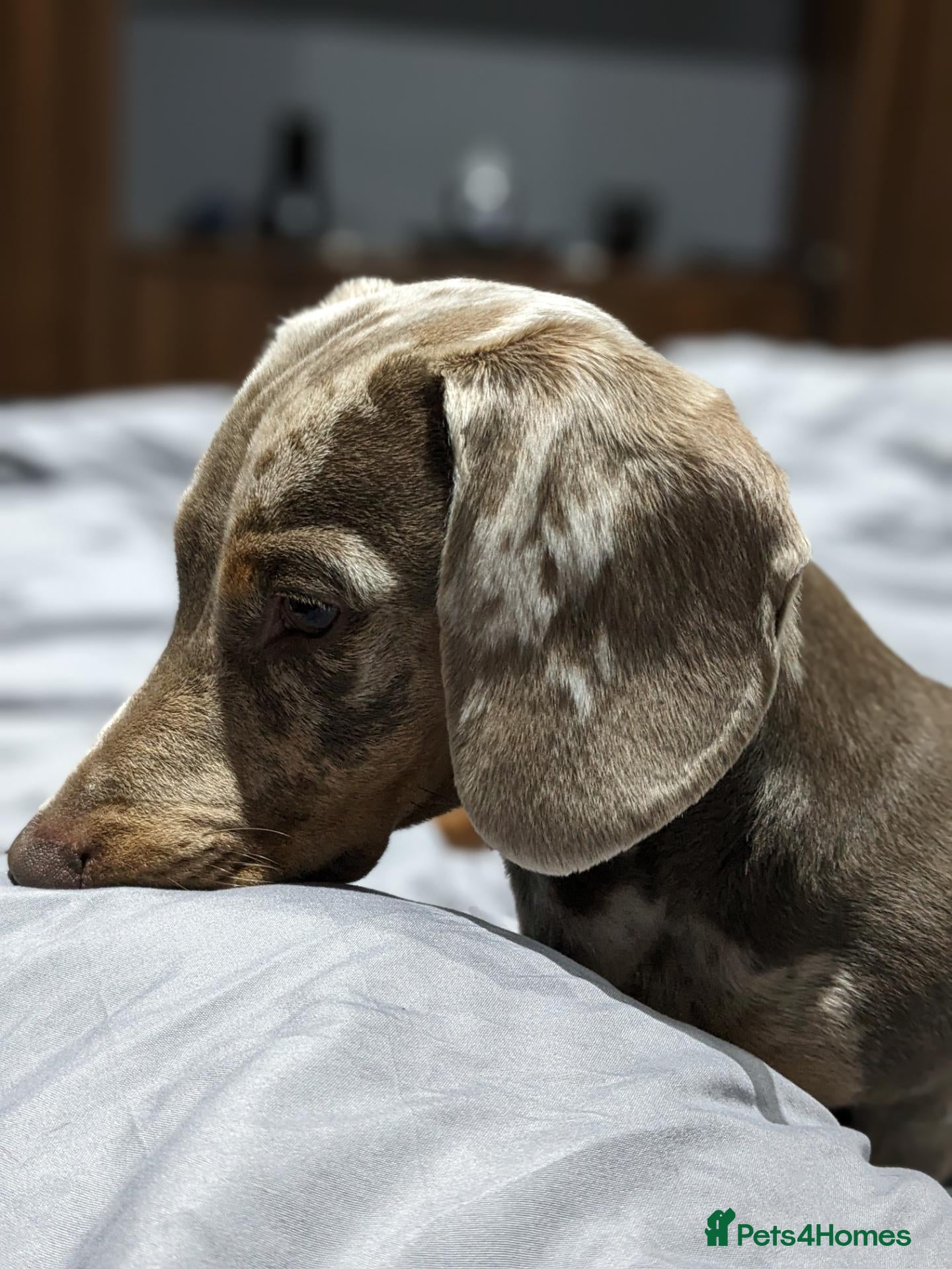 Miniature Dachshund dogs Miniature Dachshund Isabelle tan and cream dapple  - Advert 1