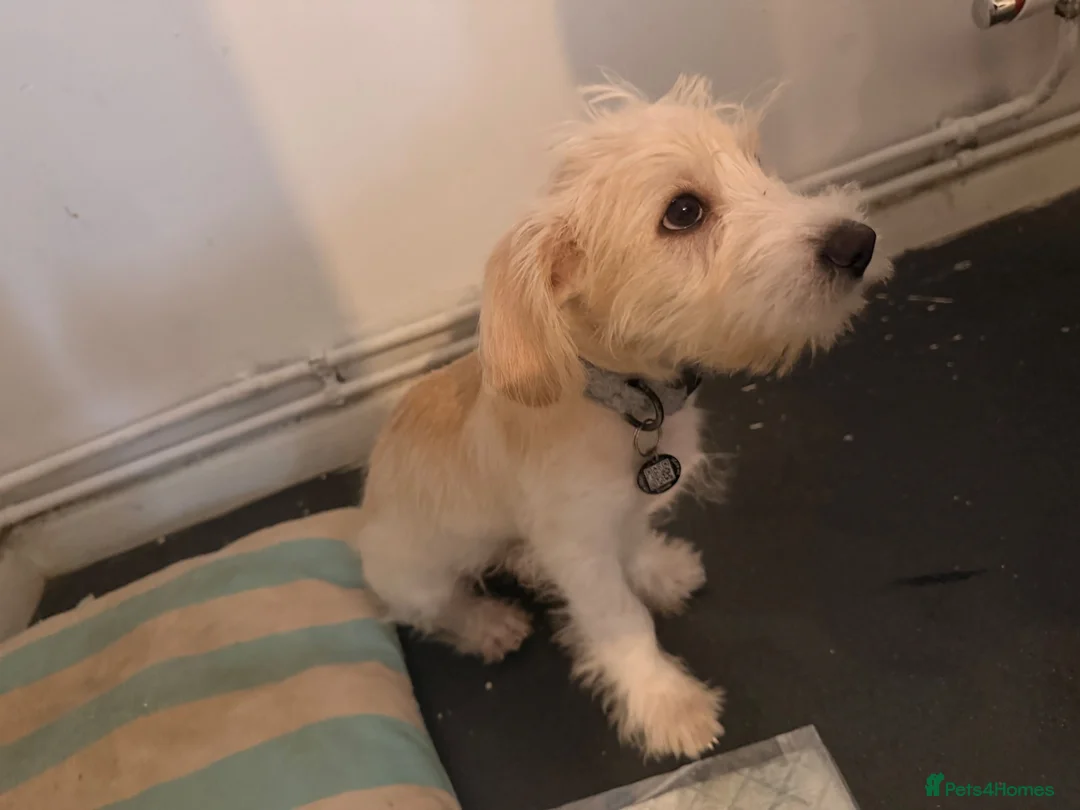 Jackapoo dogs for sale: Beautiful jackapoo boy  in Southsea - Advert 6