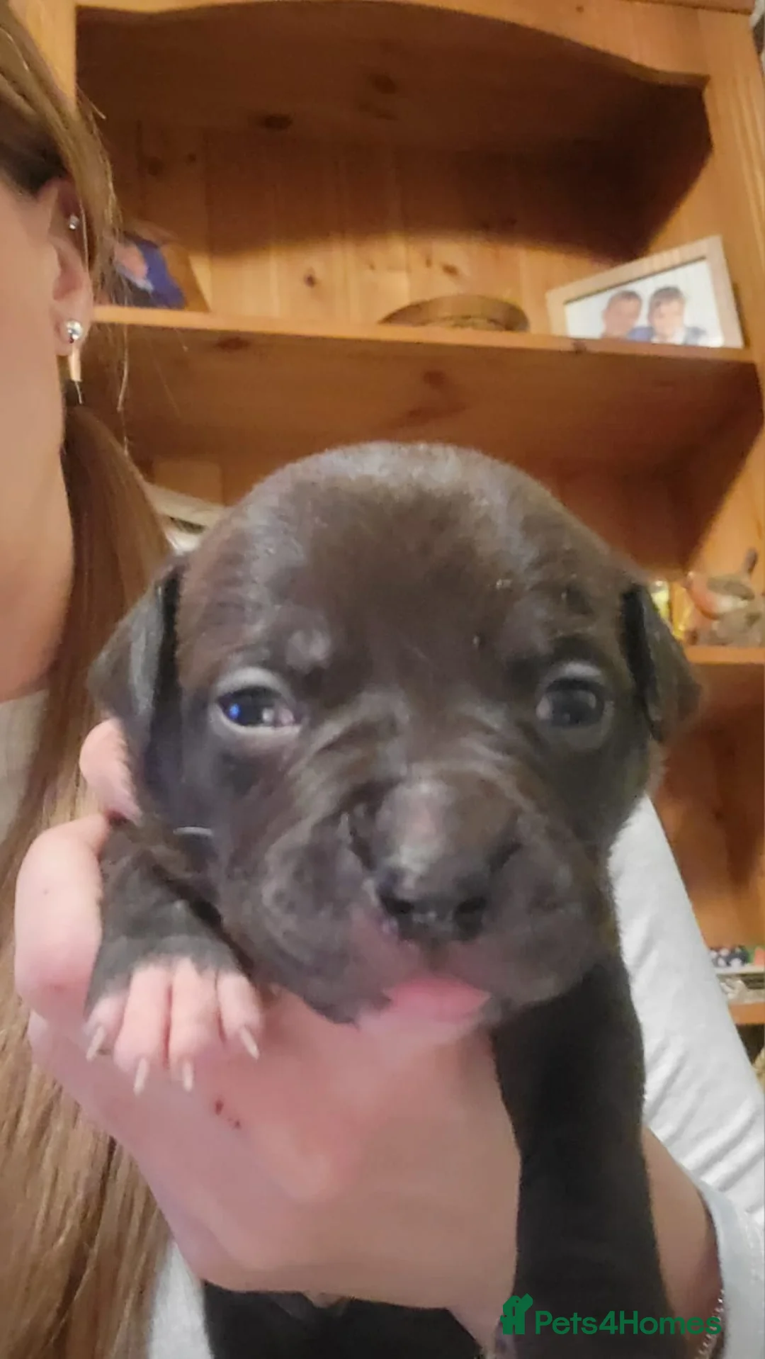 Mixed Breed dogs for sale: Gorgeous American Bulldog cross mastiff puppies - Advert 12
