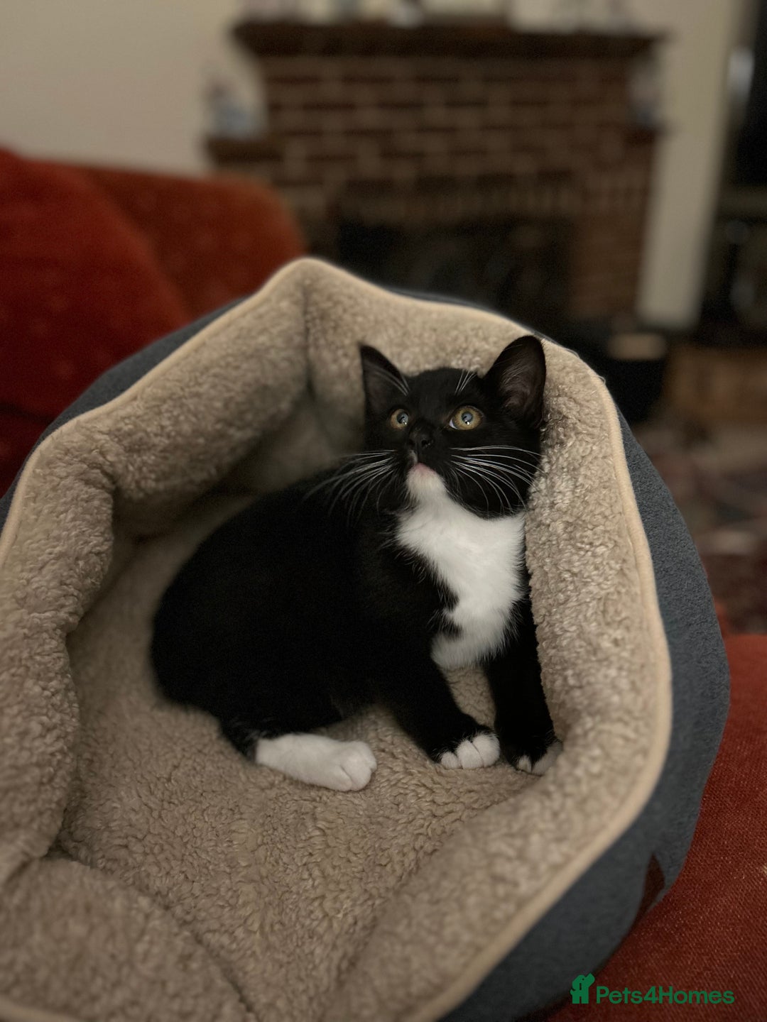 Mixed Breed cats for sale: Tuxedo Girl - Image 2