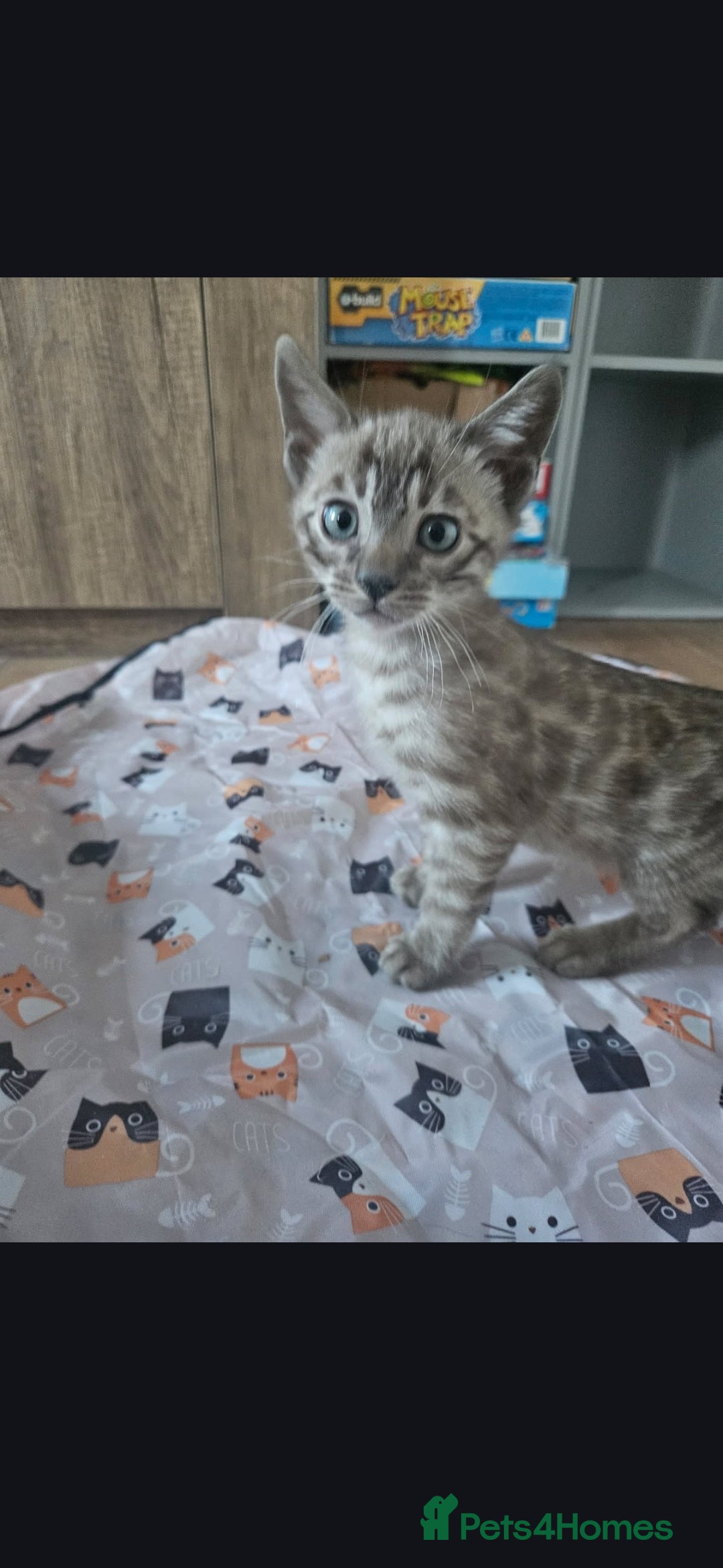 Bengal cats for sale: Bengal kittens ready Jan 30th - Advert 8