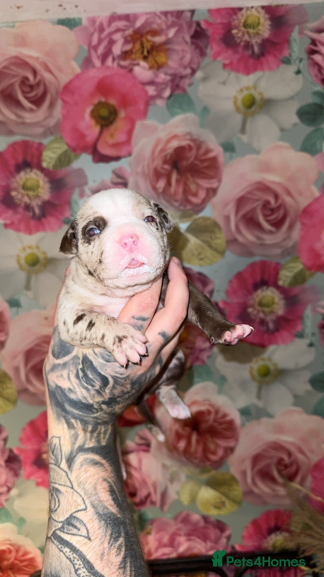 American Bully dogs for sale: American Bully Pups - Image 6