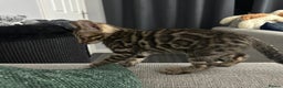 Bengal cats for sale: Beautiful silver snow lynx Bengal babies - Advert 8