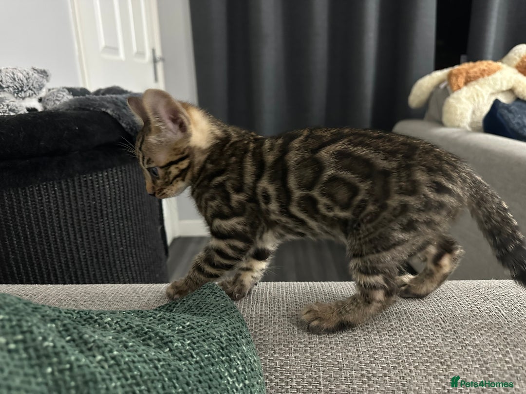 Bengal cats for sale: Beautiful silver snow lynx Bengal babies - Advert 8