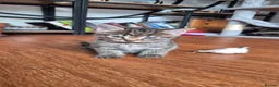 Mixed Breed cats for sale: Four playful kittens for sale - Advert 12