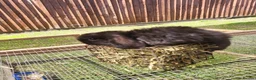 Mini Lop rabbits for sale: Mini lops 2 males - Advert 2
