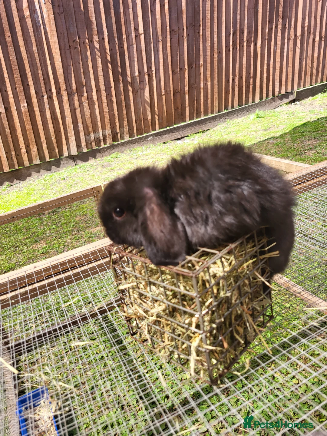 Mini Lop rabbits for sale: Mini lops 2 males - Advert 2