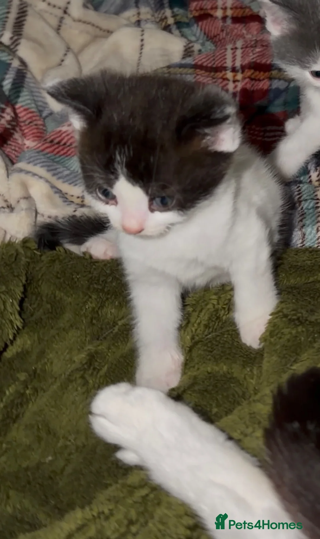 Mixed Breed cats for sale: Beautiful cross ragdoll shorthair  - Advert 9