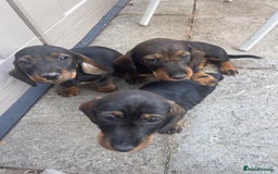 Dachshund dogs for sale: KC standard wire haired dachshund puppies (teckel) in Tiverton - Image 10