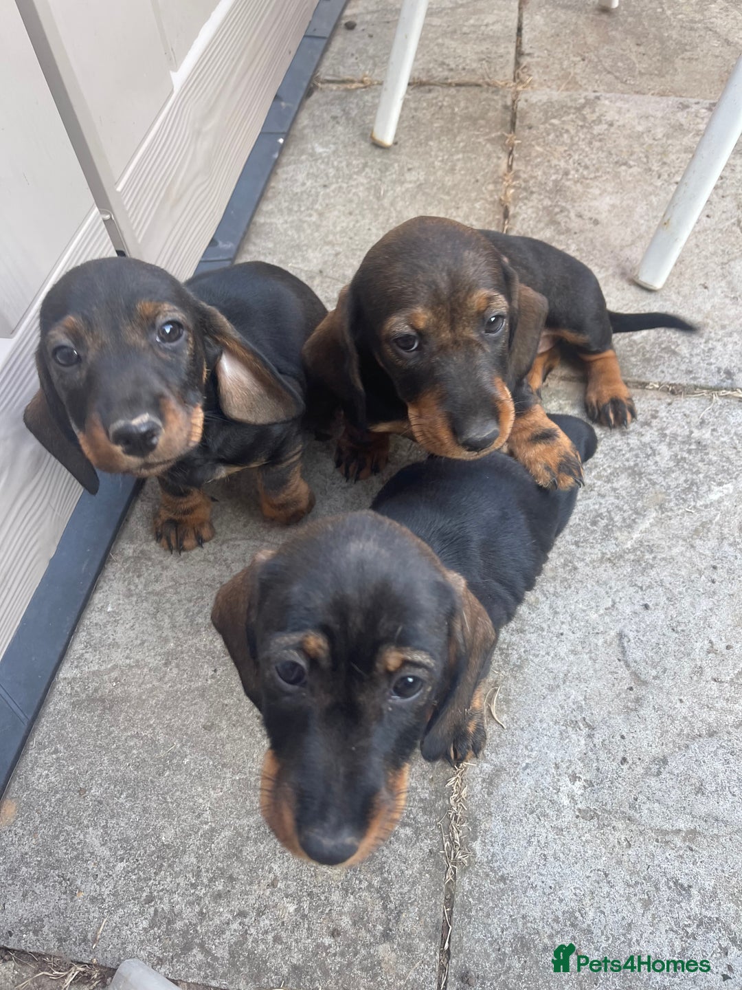 Dachshund dogs for sale: KC standard wire haired dachshund puppies (teckel) in Tiverton - Image 10