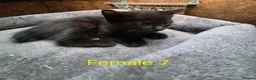 Mixed Breed cats for sale: Bengal Cross Kittens - Advert 2