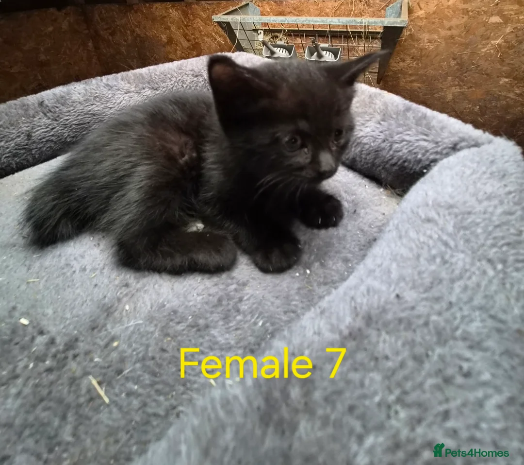 Mixed Breed cats for sale: Bengal Cross Kittens - Advert 2