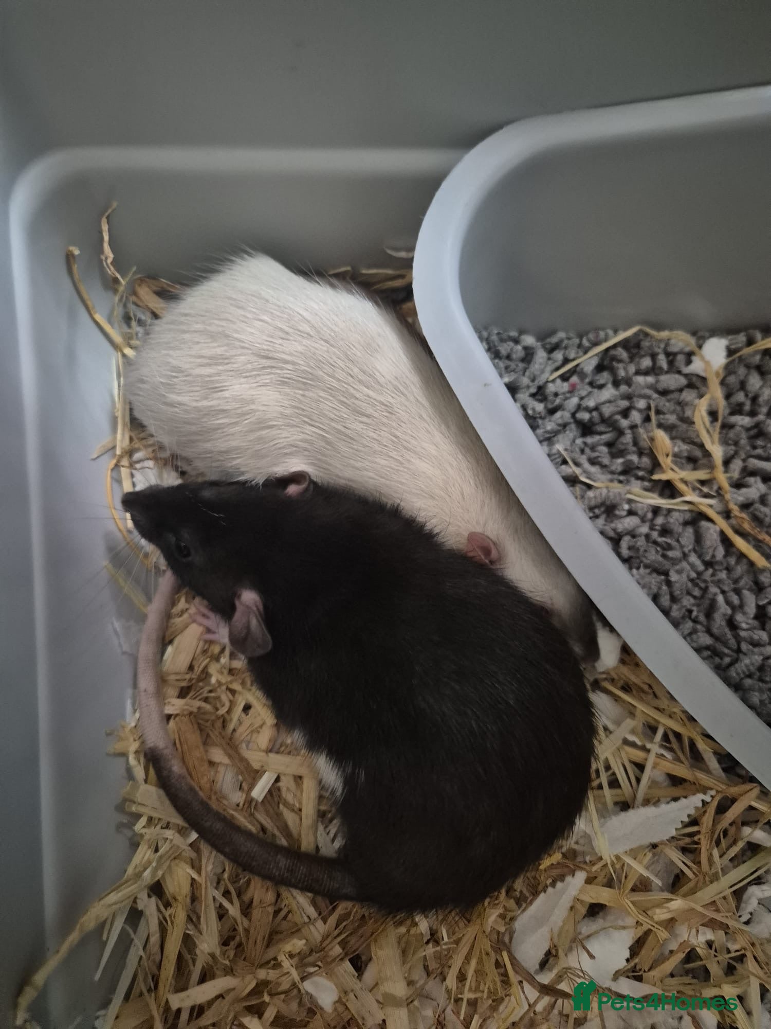 Rat rodents 2 female rats to be re homed   - Advert 1