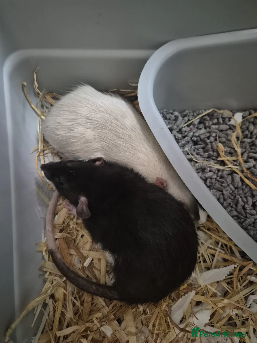 Rat rodents for sale: 2 female rats to be re homed   in Loughborough - Advert 1