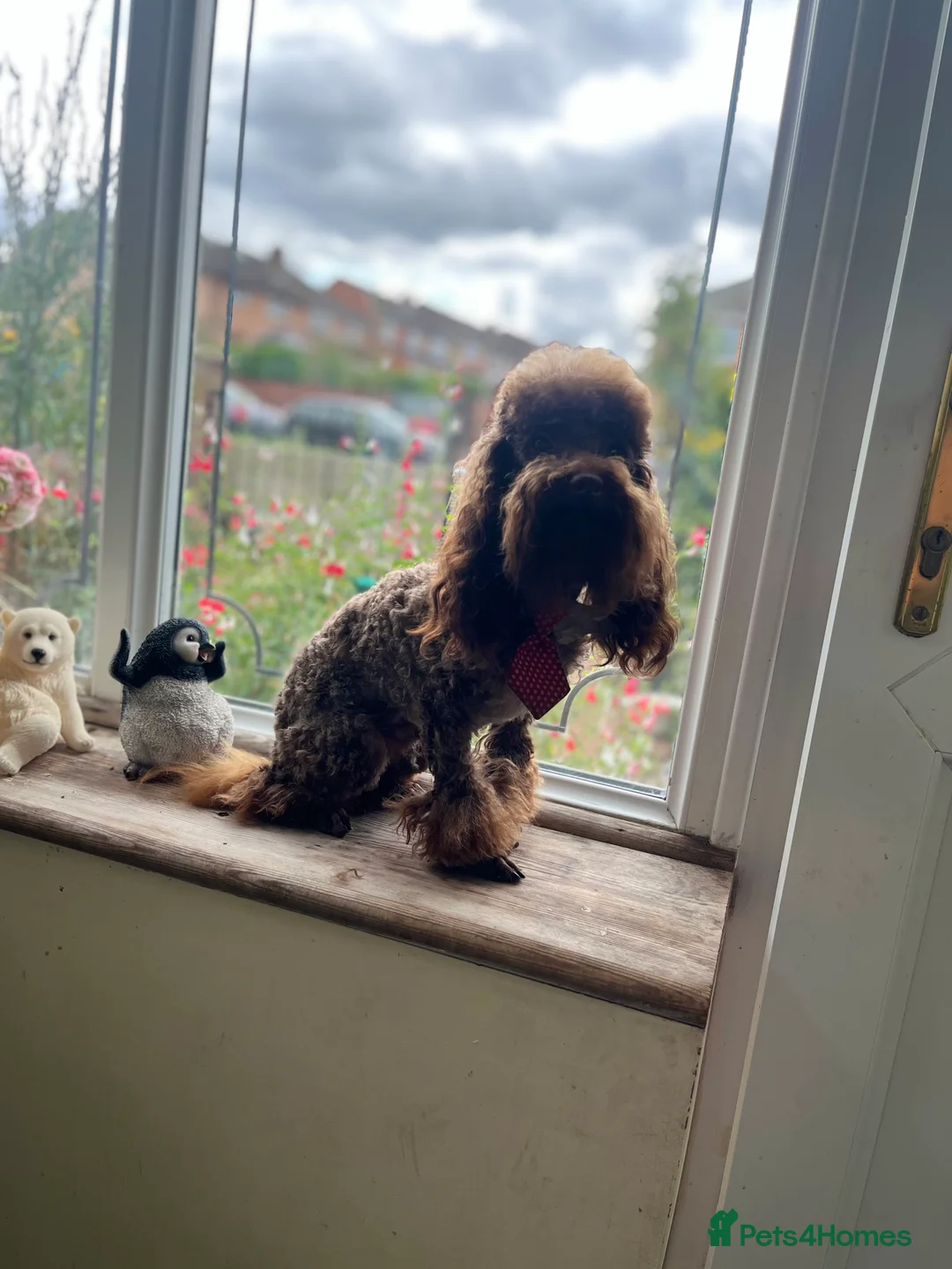 Toy Poodle dogs for stud: K.C Chocolate ToyPoodle at Stud in Coventry - Advert 6