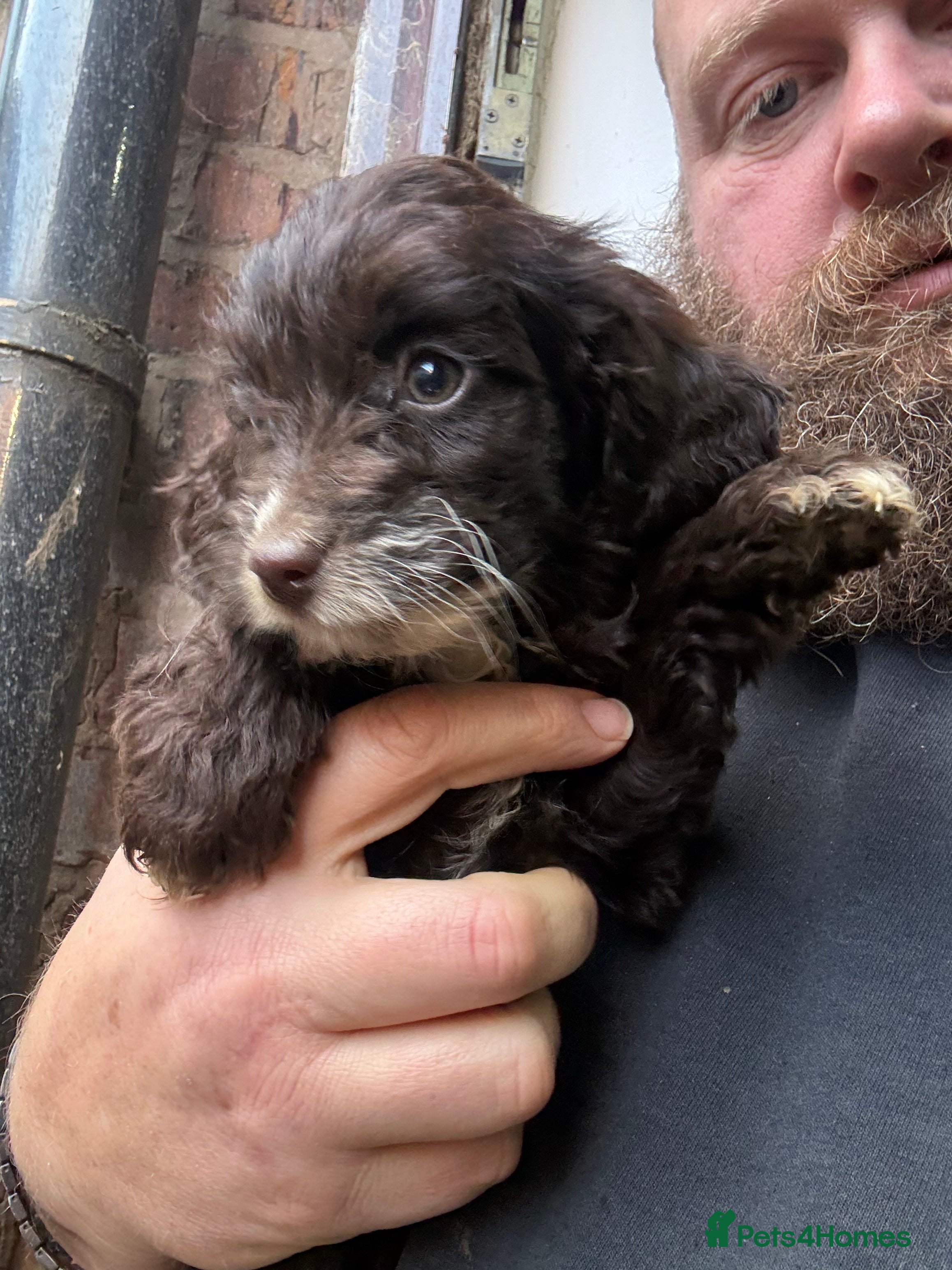 Cockapoo dogs Miniature cockapoos - Advert 1