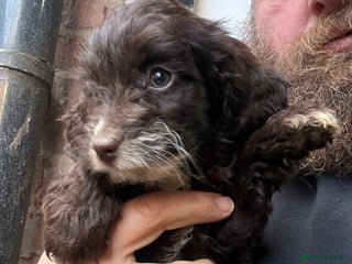 Cockapoo dogs Miniature cockapoos - Advert 1