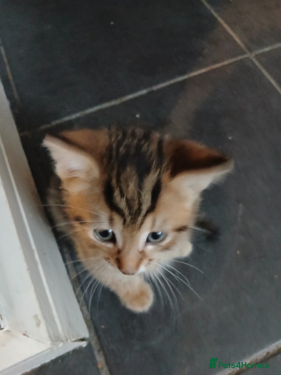 Mixed Breed cats for sale: Beautiful hand reared kittens  - Image 15