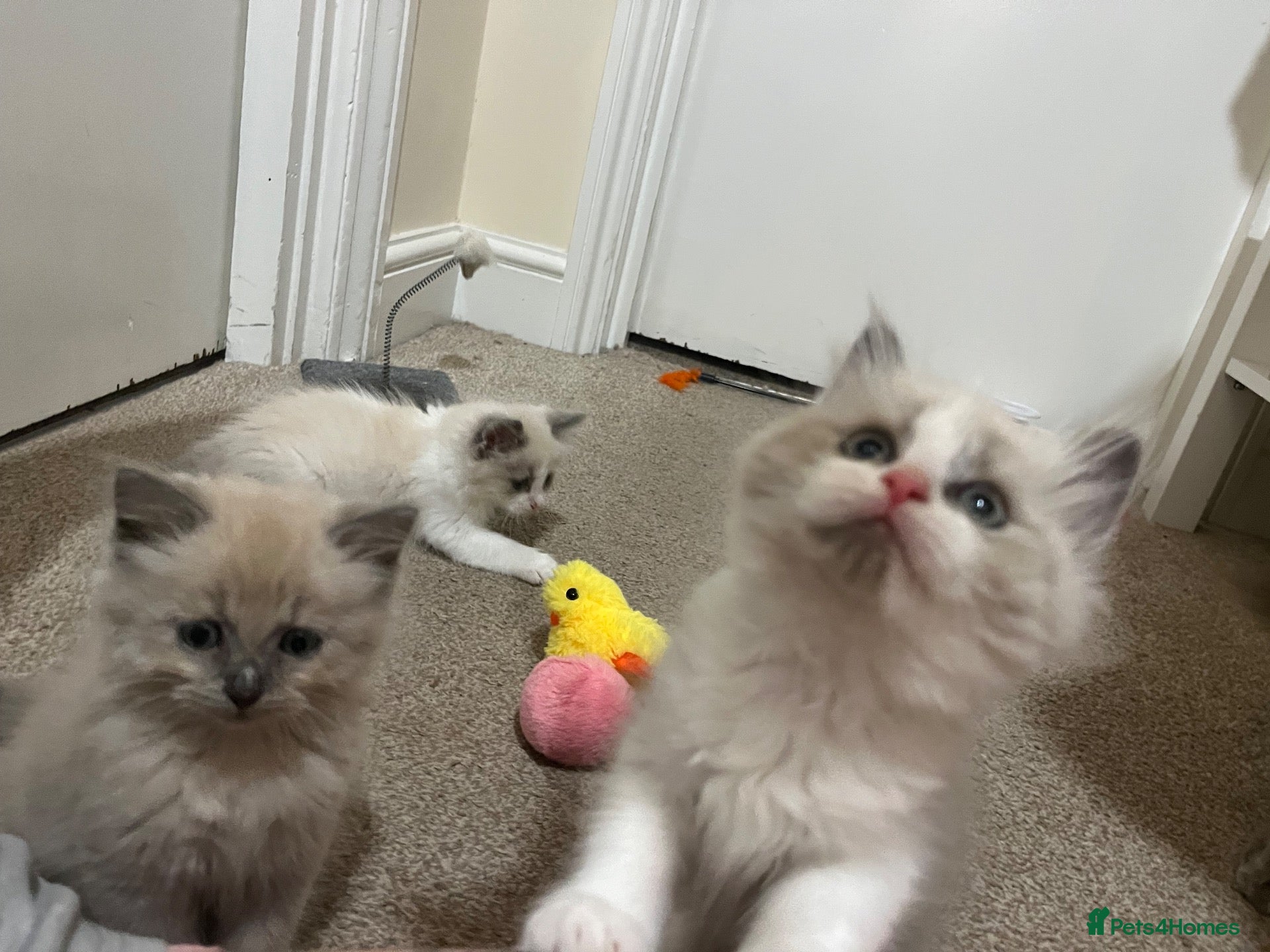 Ragdoll cats Beautiful Cherubim & traditional ragdoll kittens  - Advert 1