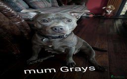 Staffordshire Bull Terrier dogs for sale: Ms/Mister - Image 2