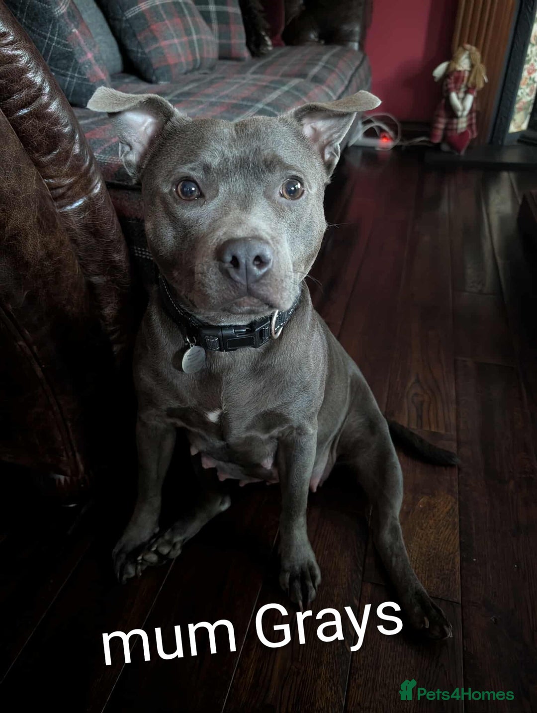 Staffordshire Bull Terrier dogs for sale: Ms/Mister - Image 2