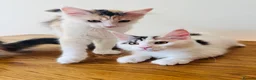 Maine Coon cats for sale: Pure bred Maine coon Kittens  - Advert 6