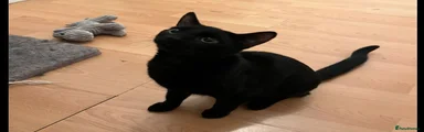 British Shorthair 2