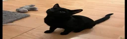 British Shorthair cats for sale: Adorable 7-Month-Old Kittens/ 2 Males & 1 Female - Advert 5