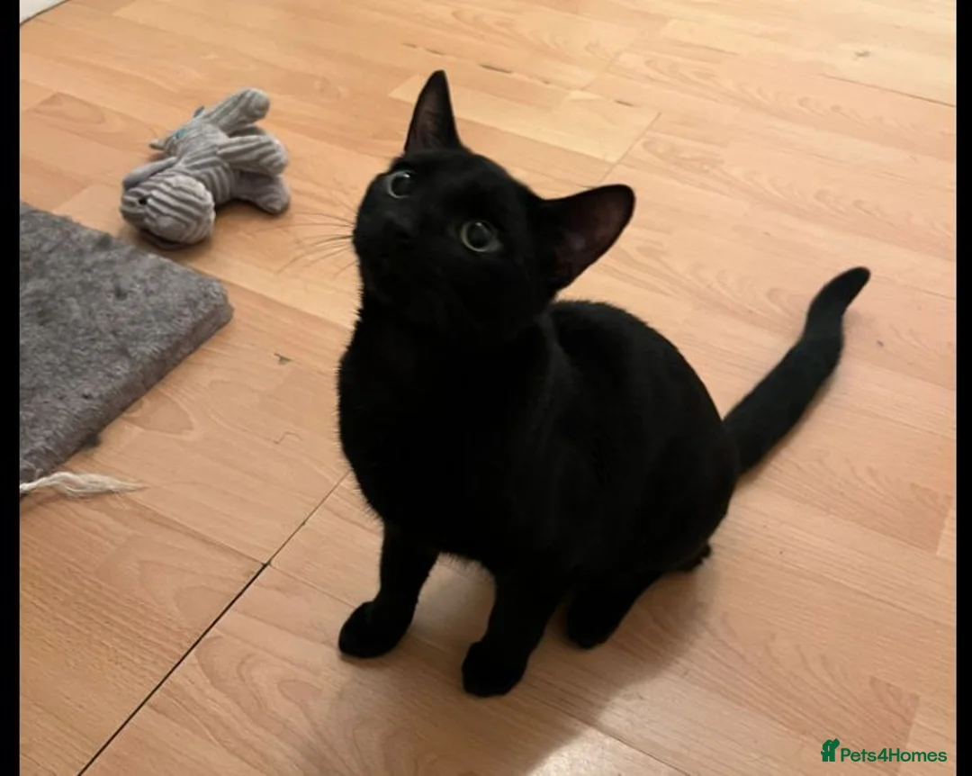 British Shorthair cats for sale: Adorable 7-Month-Old Kittens/ 2 Males & 1 Female - Advert 5