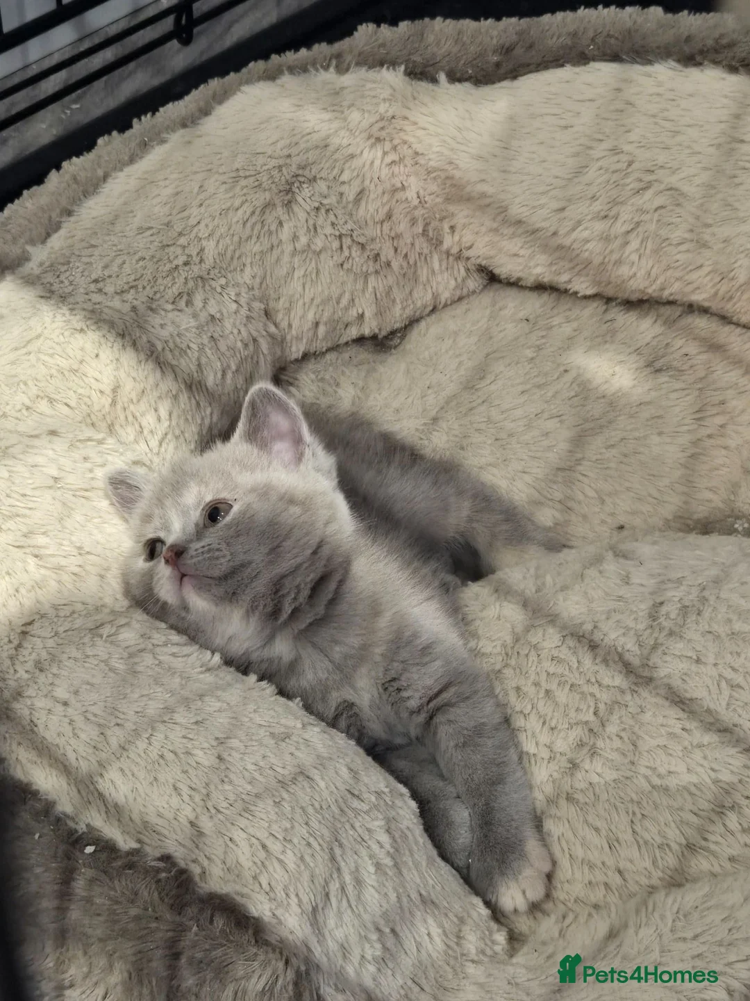 British Shorthair cats for sale: Stunning litter of pure BSH babies - Advert 2