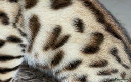 Bengal cats for sale: Show quality Bengal kittens available  - Image 6