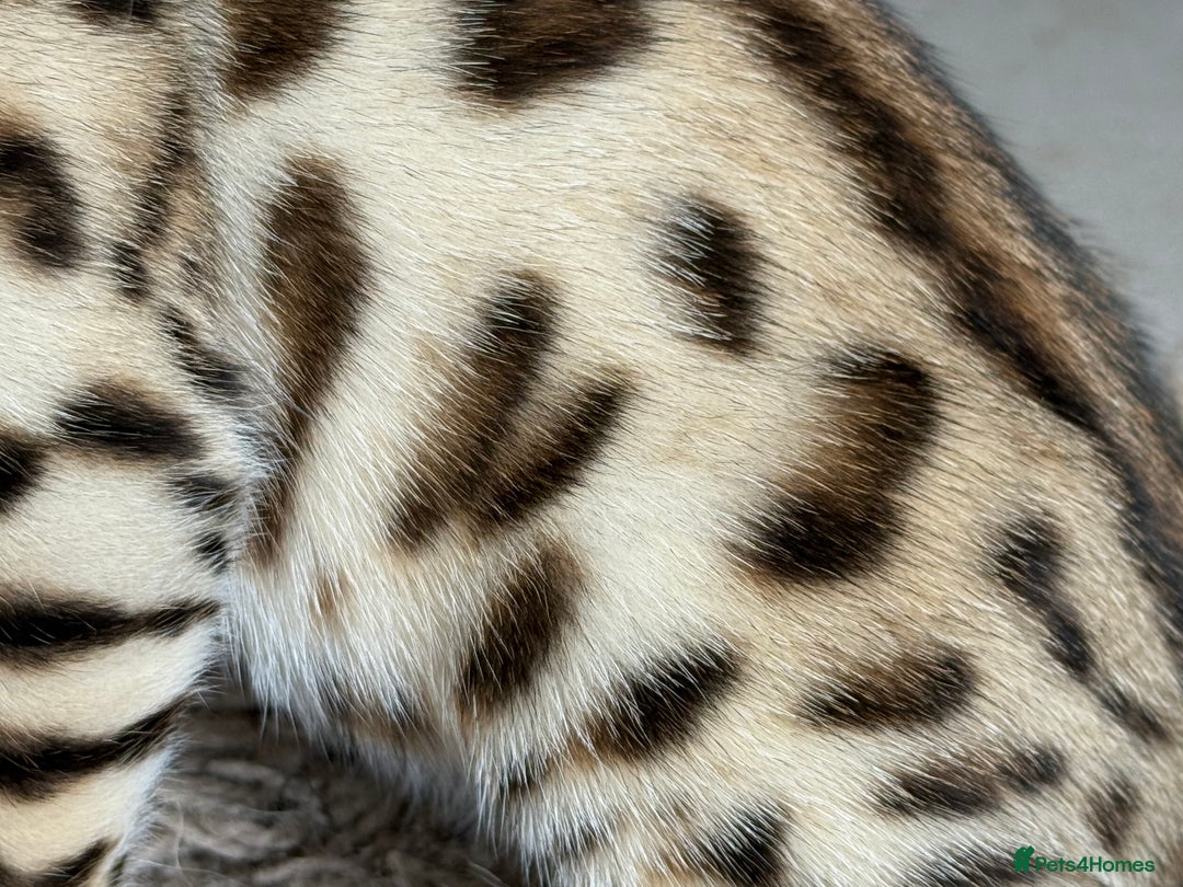 Bengal cats for sale: Show quality Bengal kittens available  - Image 6