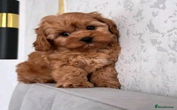 Poodle dogs for sale: Beautiful Poodle Puppies Ready!!!!  - Image 2