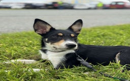 Mixed Breed dogs for sale: * REDUCED * collie x kelpie female pup  - Image 8