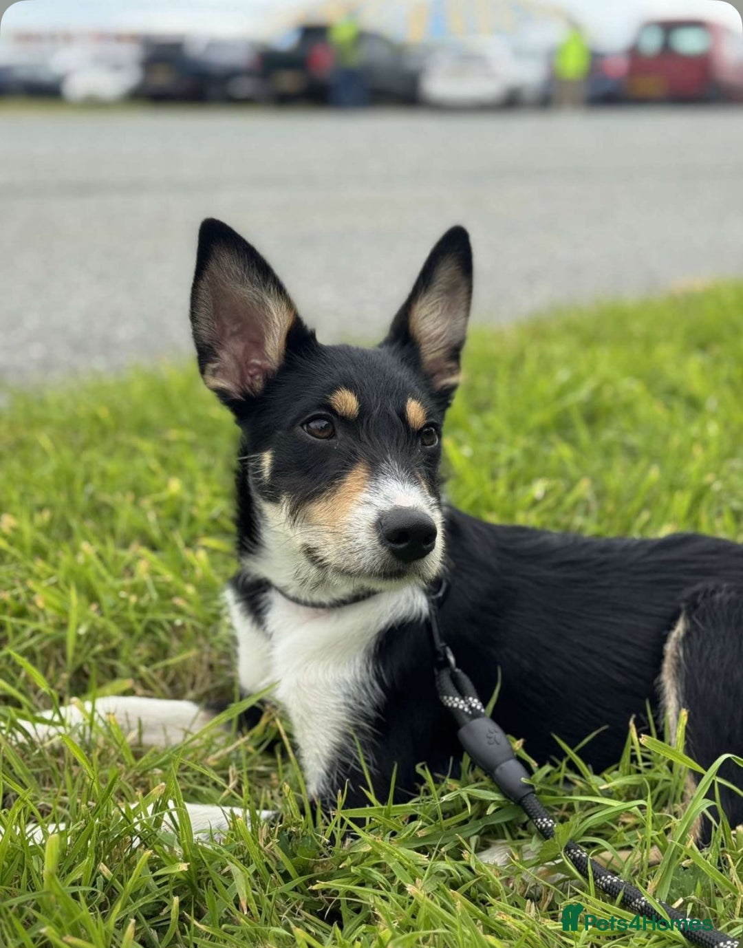 Mixed Breed dogs for sale: * REDUCED * collie x kelpie female pup  - Image 8