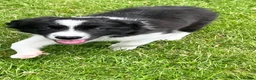 Border Collie dogs for sale: KC Reg Beautiful Border Collie Boy Ready Now - Advert 5