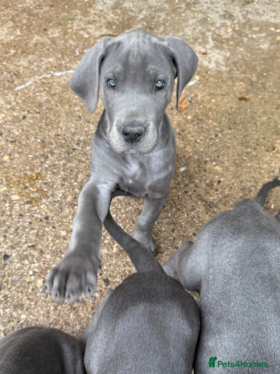 Great Dane dogs for sale: READY NOW! BLUE Kc reg Great Danes - Advert 14
