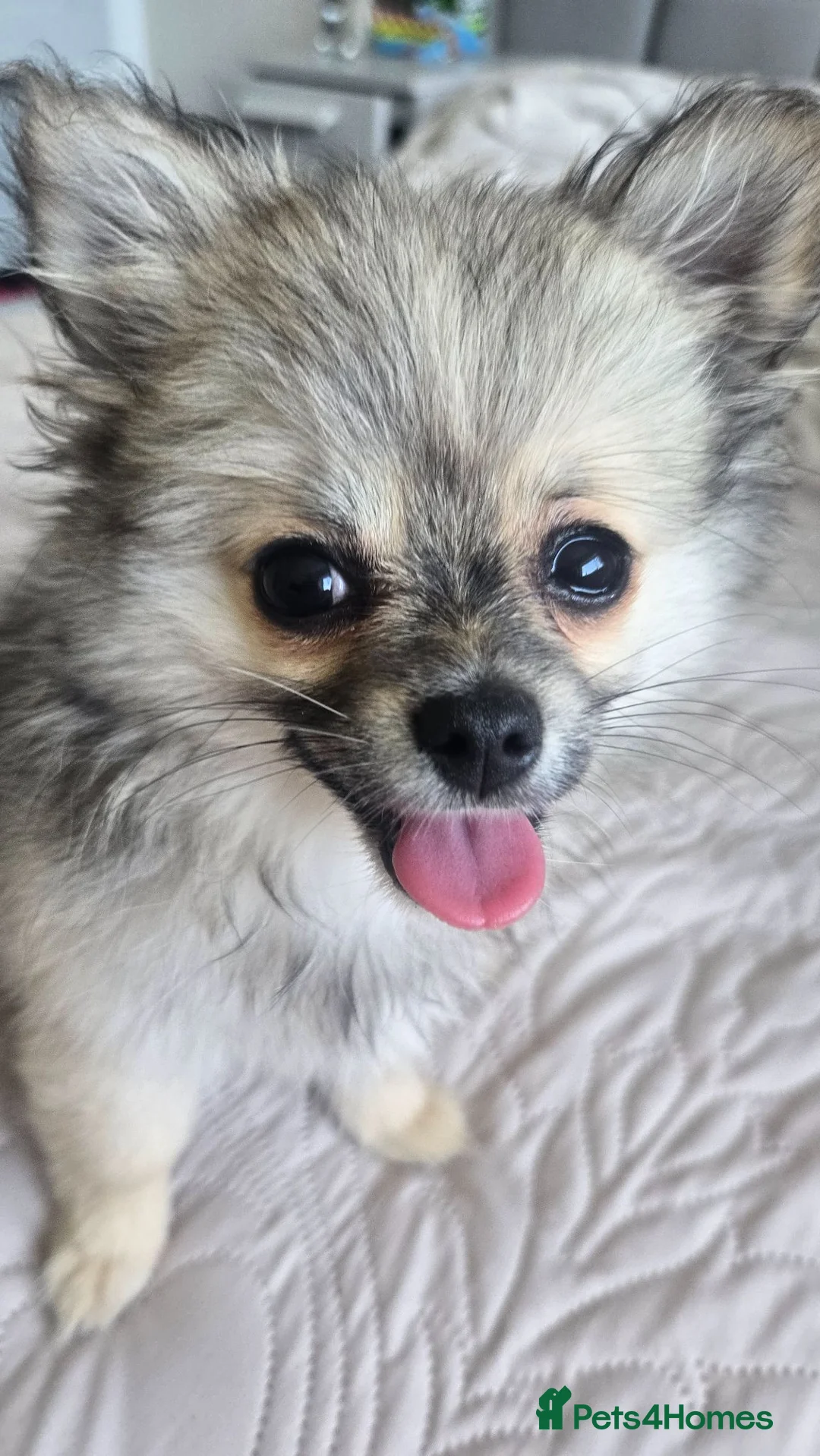 Pomchi dogs for sale: Pomchi Female fawn  - Advert 2