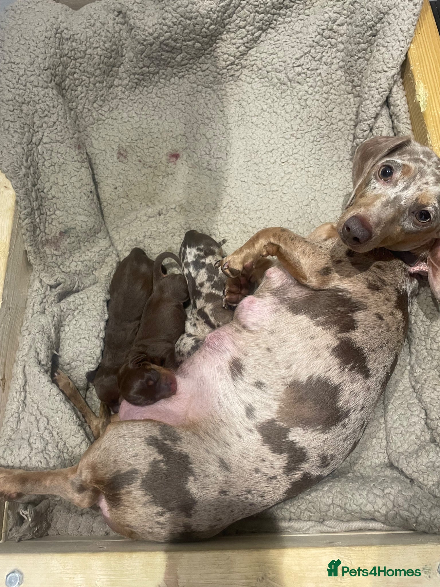 Miniature Dachshund dogs Stunning miniature daschunds  - Advert 4